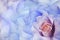 Rosa flower  blue-purple. Floral background. Close-up. Nature