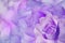 Rosa flower purple. Floral background. Close-up. Nature.