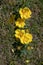 Rosa foetida or austrian briar or persian yellow rose flowers