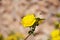 Rosa foetida , Persian yellow rose