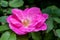 Rosa gallica, the Gallic rose, French rose