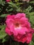 Rosa gallica, the Gallic rose, French rose, or rose of Provins