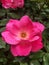 Rosa gallica, the Gallic rose, French rose, or rose of Provins