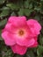 Rosa gallica, the Gallic rose, French rose, or rose of Provins