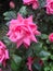 Rosa gallica, the Gallic rose, French rose, or rose of Provins