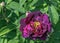 Rosa gallica officinalis known as Gallic rose, French rose, rose of Provins, red rose of Lancaster and Apothecary`s rose