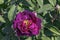 Rosa gallica officinalis known as Gallic rose, French rose, rose of Provins, red rose of Lancaster and Apothecary`s rose