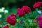 Rosa Hansaland - Dark red Hybrid Rugosa roses flowering in the garden