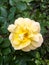 Rosa `Julia Child` Floribunda Rose