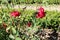 Rosa `Kardinal, Hybrid tea rose cultivar