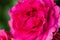 Rosa L `Maritim` string rose, variety, Hans Jurgen Evers, Germany, 2001. Close up.Macro.2021