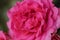 Rosa L `Maritim` string rose, variety, Hans Jurgen Evers, Germany, 2001. Close up.Macro.2021