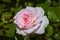 Rosa la France. Damask rose, flowers  from Brooklyn botanic garden New York City USA.