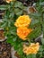 Rosa 'Louis de FunÃ¨s' is an orange hybrid tea rose, bred by Marie-Louise Meilland