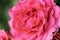 Rosa `Maritim` string rose, variety, Hans Jurgen Evers, Germany, 2001. Close up.Macro.2021