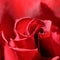 Rosa `Mister Lincoln` Hybrid Tea Rose in Bloom