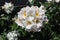 Rosa moschata white c