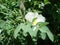 Rosa multiflora Japanese rose. Small group of wild multiflora roses