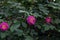 Rosa multiflora Thunb. var. carnea Thory