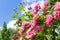 Rosa in ornamental garden with selective focus against a blue sky