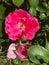 Rosa pendulina, Alpine rose or mountain rose