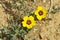 Rosa persica yellow flower on desert floor