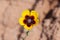 Rosa persica yellow flower on desert floor in pale background