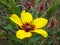 Rosa persica yellow flowers , desert flora