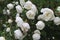 Rosa pimpinellifolia white flowers blossom.