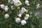 Rosa pimpinellifolia white flowers blossom.