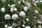 Rosa pimpinellifolia white flowers blossom.