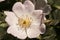 Rosa pouzinni wild rose of a wild beauty with large pink white petals and large stamens with yellow maces