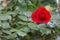 Rosa rossa. Single rose