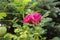 Rosa rugosa: double large rosehip flower blooms in the garden in summer