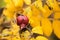 Rosa rugosa orange rosehips and yellow leaves in late autumn