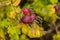 Rosa rugosa orange rosehips and yellow leaves in late autumn