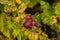 Rosa rugosa orange rosehips and yellow leaves in late autumn