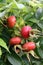 Rosa rugosa Rose Hips