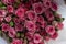 Rosa rugosa Thunb-Fresh cut flowers