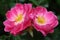 Rosa Sommerwind is a low bright pink and flowering rose