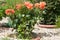 Rosa tea Harkness orange bush in a flower bed. photo format horizontal