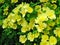 Rosa xanthina Canary Bird shrub blooming, Yellow Manchu Rose