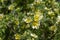 Rosa xanthina hugonis Manchu rose in bloom, yellow springtime flowering plant