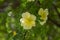 Rosa xanthina hugonis Manchu rose in bloom, yellow springtime flowering plant
