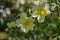Rosa xanthina hugonis Manchu rose in bloom, yellow springtime flowering plant