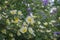 Rosa xanthina hugonis Manchu rose in bloom, yellow springtime flowering plant