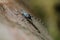 Rosalia longicorn (Rosalia alpina) or Alpine longhorn beetle