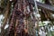 Rosaries hanging from a tree