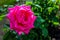 Rosarium rose in the garden