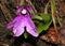 Roscoea alpina herbaceous perennial with purple to lilac flowers